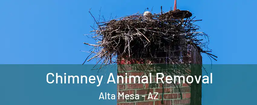 Chimney Animal Removal Alta Mesa - AZ
