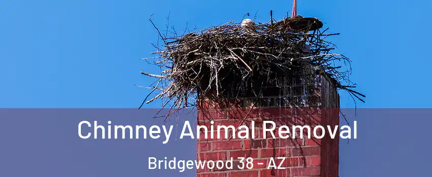 Chimney Animal Removal Bridgewood 38 - AZ