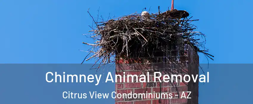Chimney Animal Removal Citrus View Condominiums - AZ
