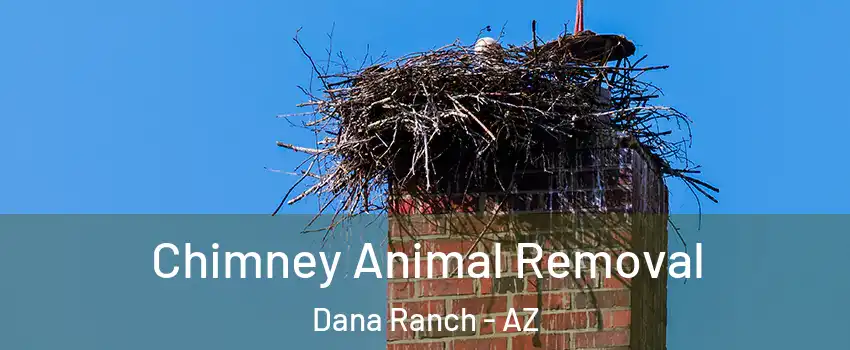 Chimney Animal Removal Dana Ranch - AZ