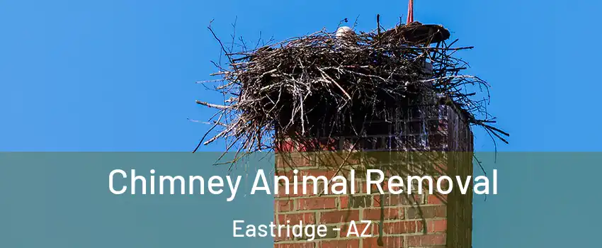 Chimney Animal Removal Eastridge - AZ