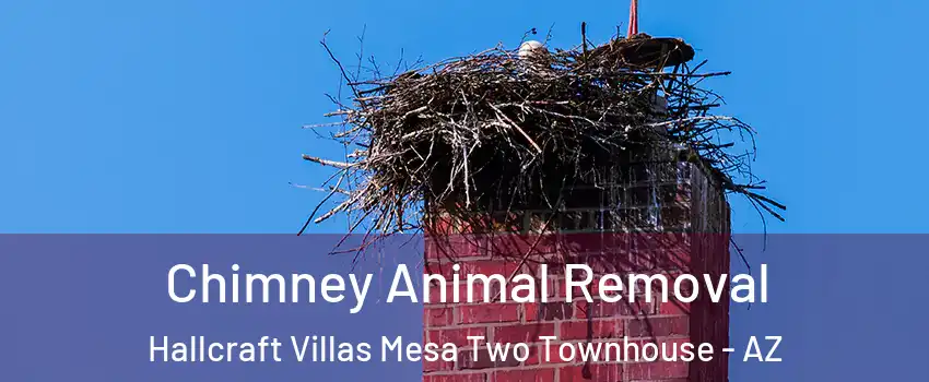 Chimney Animal Removal Hallcraft Villas Mesa Two Townhouse - AZ