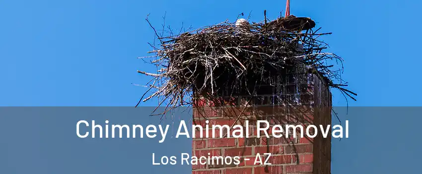 Chimney Animal Removal Los Racimos - AZ