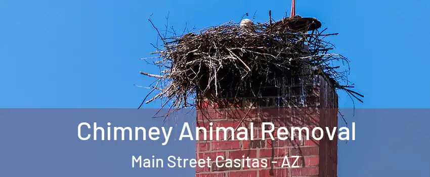 Chimney Animal Removal Main Street Casitas - AZ