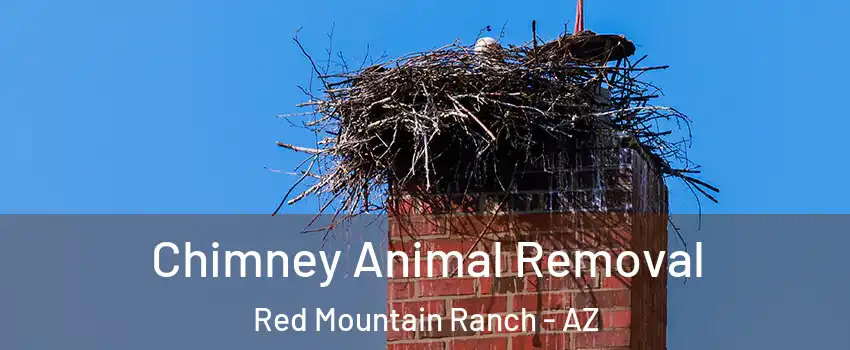 Chimney Animal Removal Red Mountain Ranch - AZ
