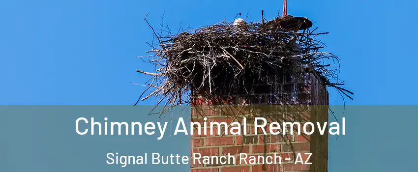 Chimney Animal Removal Signal Butte Ranch Ranch - AZ