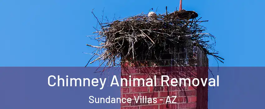 Chimney Animal Removal Sundance Villas - AZ