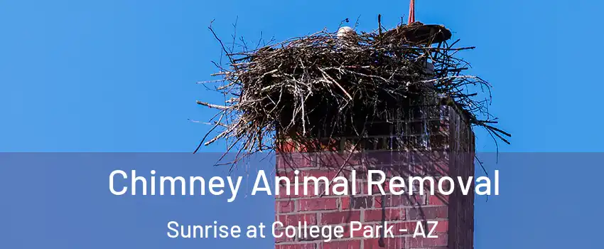 Chimney Animal Removal Sunrise at College Park - AZ