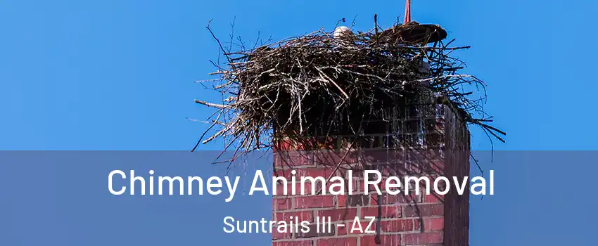 Chimney Animal Removal Suntrails III - AZ