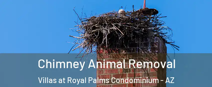 Chimney Animal Removal Villas at Royal Palms Condominium - AZ