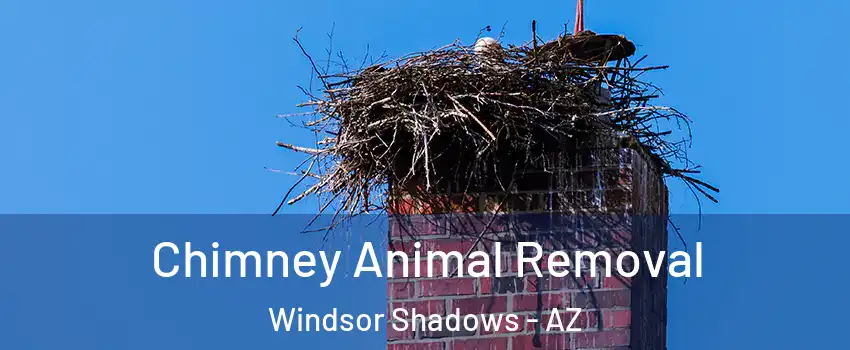 Chimney Animal Removal Windsor Shadows - AZ