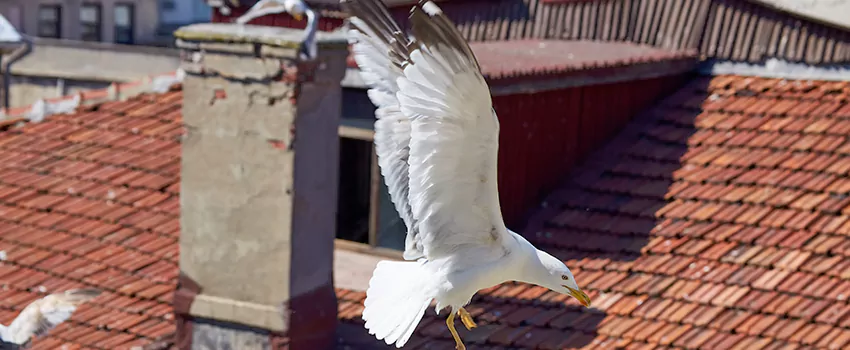 Residential Chimney Animal Removal Solution in Desert Place at Morrison Ranch, AZ