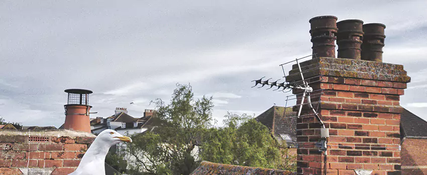 Chimney Cleaning And Restoration in Desert Place at Morrison Ranch, Arizona